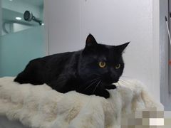-爱洗澡的猫(望京店)