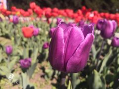 -长春公园(普阳街道)