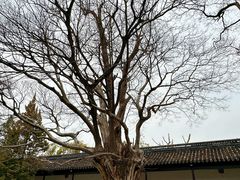 -苏州文庙(姑苏区)