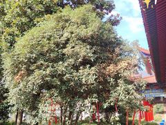 -开福禅寺