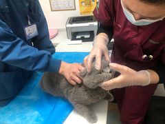 -瑞派·关忠动物医院·猫专科·犬专科(三环新城店)