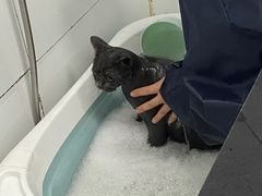 -宠颐生宠物医院·犬猫全科·皮肤科(商业街店)