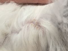 -pd派德宠物中心医院24H急重症·眼科中心·血液透析中心(嵩山北路店)