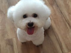 -帕帕拉兹宠物(亚洲旗舰店)