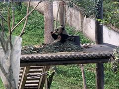 -中国大熊猫保护研究中心雅安碧峰峡基地