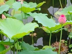 -荔湾湖公园