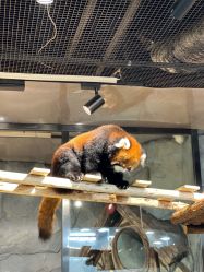 -Zoolung Zoolung动物主题公园(海信广场店)