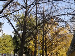 -三里屯东五街银杏大道