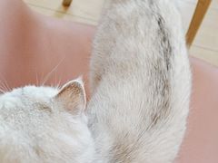 -Let's go狗咖·猫咖·奶狗·桌游(春熙路IFS店)