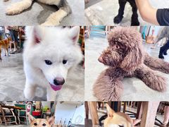 -more than meow吴止猫主题餐厅(承德 中船汇店)