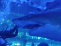 -成都浩海立方海洋公园