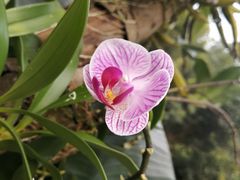 -深圳仙湖植物园