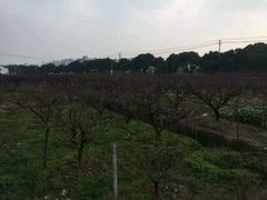 -田园东方蜜桃村的田野营地