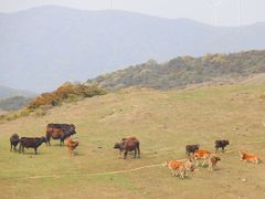 -大姆山草场