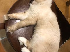 -李小姐の猫咖啡馆(五角场店)