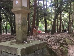 -奈良公园