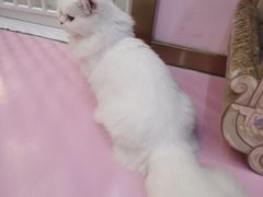 -爪爪喵星球·猫舍(前海卓越店)