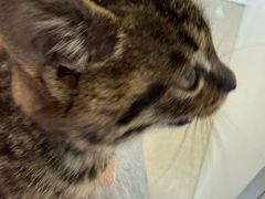 -瑞派福兴宠物医院犬猫全科·骨科·中西医结合(河东店)