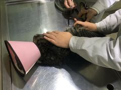 -暖阳宠物医院·犬猫康复中心·骨科