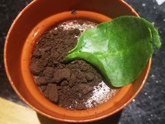 -韩盛炭火烤肉(万达广场店)