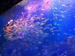 -芜湖新华联大白鲸海洋公园