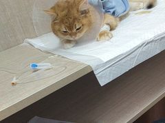 -北京观赏动物医院·24小时大型综合·猫专科·异宠专科