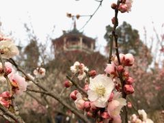-无锡梅园公园