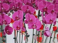 -土豆口腔(凤凰北总店)