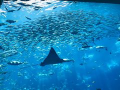 -迪拜水族馆及水下动物园