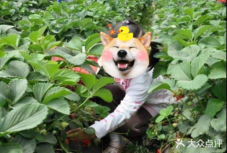 格林东庄🍑 也太interesting了吧🌸 ，不容错过遛娃