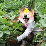 格林东庄🍑 也太interesting了吧🌸 ，不容错过遛娃