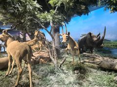 -国家自然博物馆