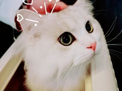 -猫大福·Fortune Cat猫舍(百子湾店)