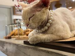 -自由生长植物工作室(深港花卉中心店)