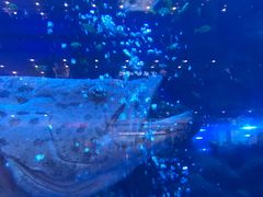 -成都浩海立方海洋公园