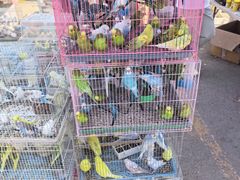 -中环花鸟鱼虫市场
