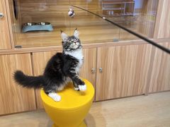 -猫十亿·布偶金渐层·曼基康矮脚猫舍(青年路店)