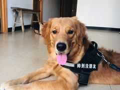 -灵美宠物诊所