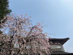 -西安青龙寺遗址景区