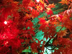 -醉小酒馆·川菜·江湖菜·重庆菜(观音桥旗舰店)