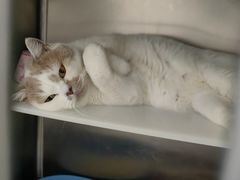 -爱诺耐芙动物医院(万博店)