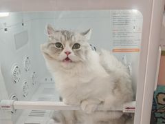 -车接车送·寄养洗护·德文猫舍(大宁店)