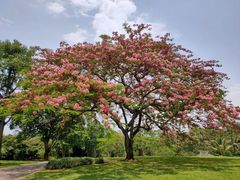 -中国科学院西双版纳热带植物园