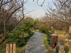 -香雪海