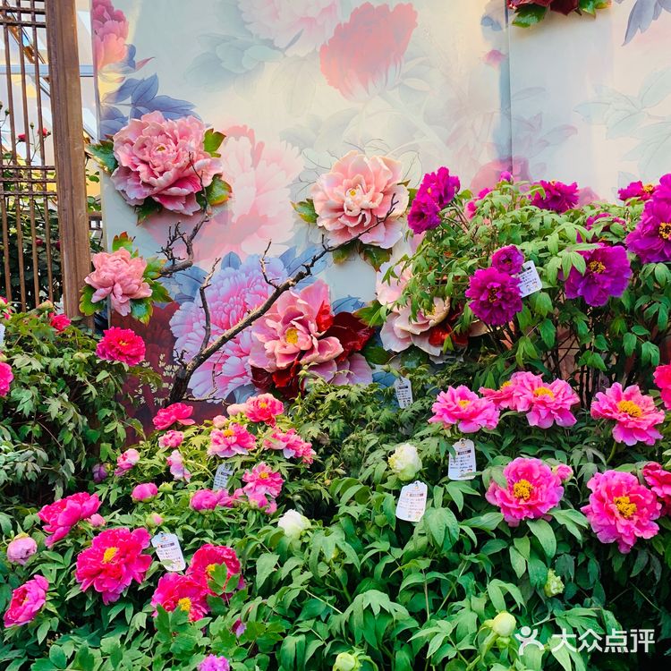 姹紫嫣红，美不胜收