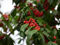 -樱桃山旅游景区