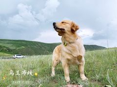 -乌兰布统草原