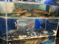 水产区-鱼酷活鱼烤鱼(梅江印象城店)