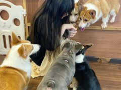 -柯斗斗主题餐厅·狗咖·围炉煮茶·茶饮(国瑞升平里店)