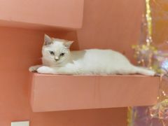 -藏猫猫咖啡主题馆(中央大道店)